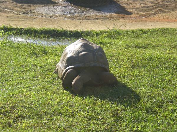 Giant tortoise walking on green grass near a small water puddle
