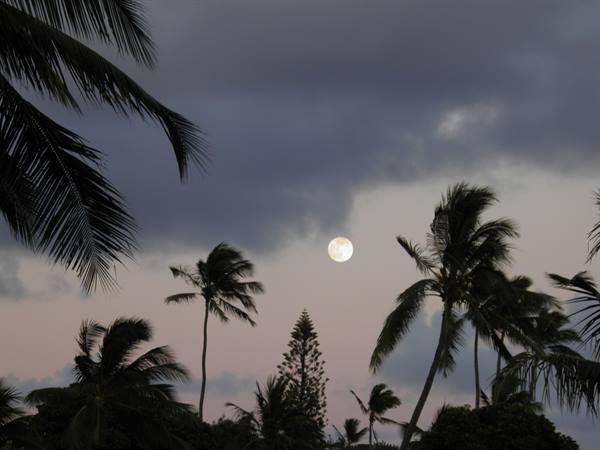 Full moon among windblown palms and dark clouds at dusk