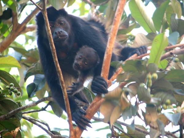 Black howler monkey with baby clinging to branches among green leaves