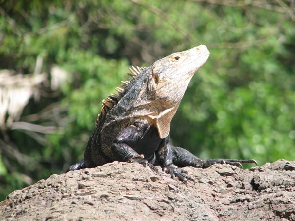 Iguana basking on a grey rock, sunlit, with blurred green foliage behind