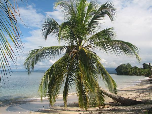 Leaning palm tree on sandy beach by calm sea and cloudy sky