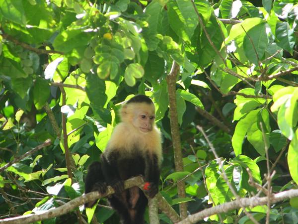 White-faced capuchin monkey sitting on a branch among green leaves