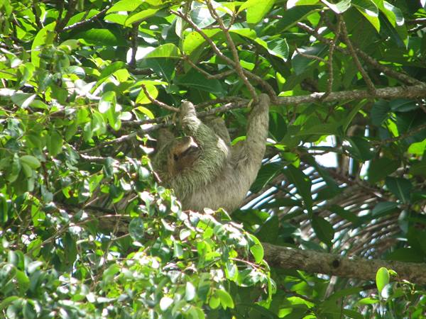 A sloth hangs from a branch among green leaves in sunlight