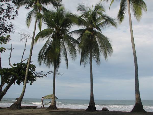 Tall palms on dark sand beach, man walking near the waves
