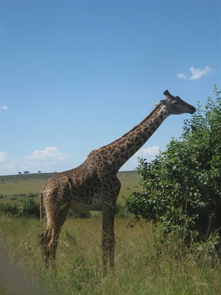 safari