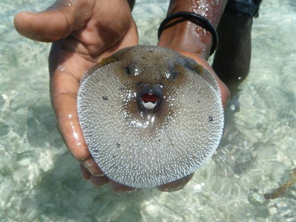 legendary pufferfish!