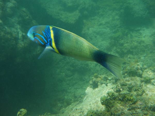 snorkeling in the watamu marine park
