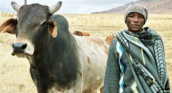 Young herder wrapped in a blanket beside a large brown bull in dry fields