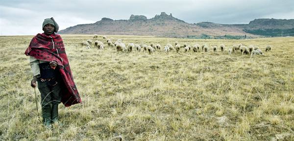 Shepherd wrapped in red blanket watches flock of sheep near rocky mountains