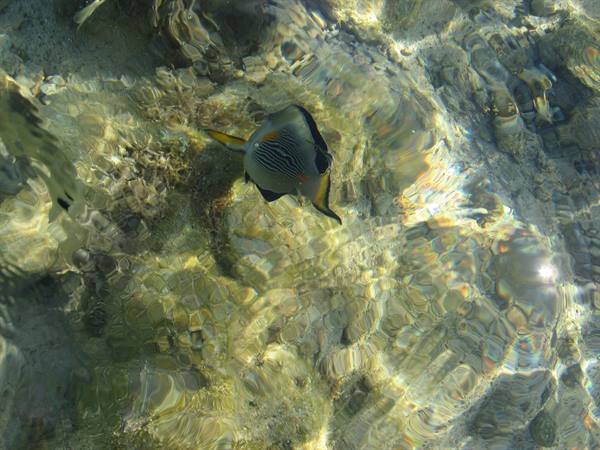 Big-lip fish swims over rocky seabed in crystal-clear shallow water
