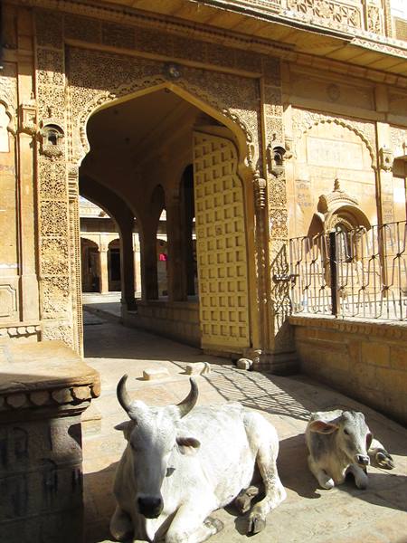 Cows resting before an carved sandstone gateway, Jaisalmer fort