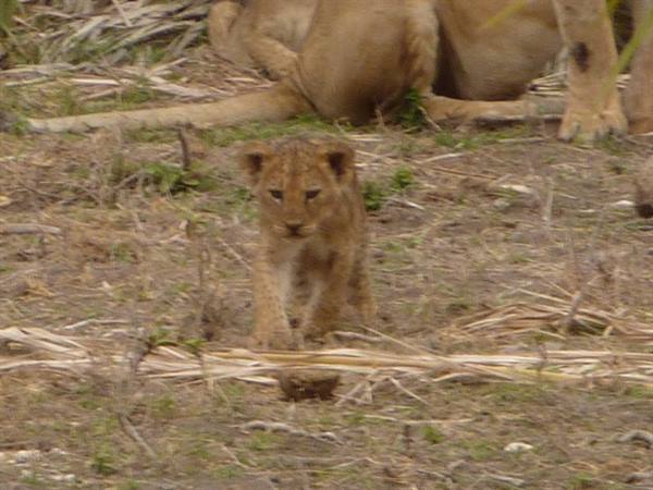 lions