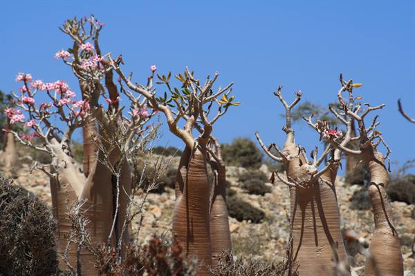 Bottle trees in bloom