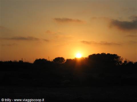 Low sun glowing behind silhouetted trees and bushes