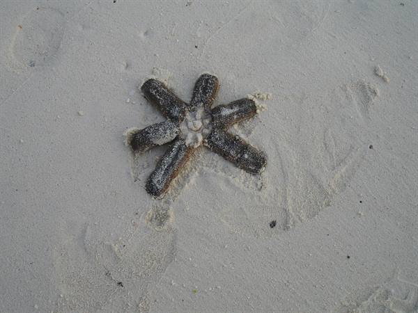 Starfish covered in white sand on the beach
