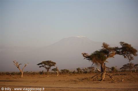 Acacia trees on dusty savanna with snow-capped Kilimanjaro in the haze