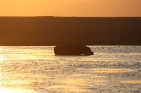 Dark rock in golden water, reflected in warm low sunlight
