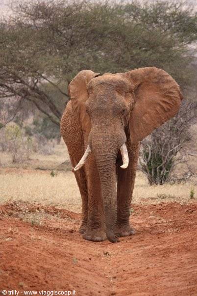 Tusked elephant walking on red dirt road among acacia trees
