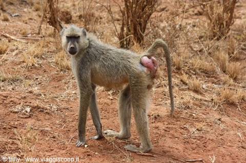 Baboon standing on red dirt among dry bushes, looking toward the camera