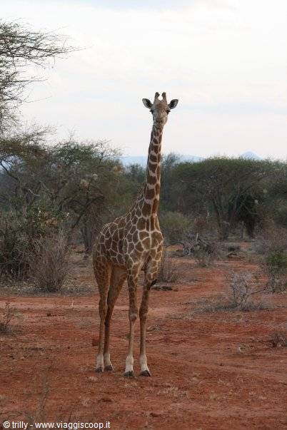 Giraffe standing on red dirt among acacia trees, staring at the camera