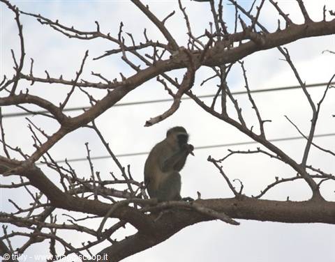 Monkey sitting on a bare branch, eating among dry tree limbs