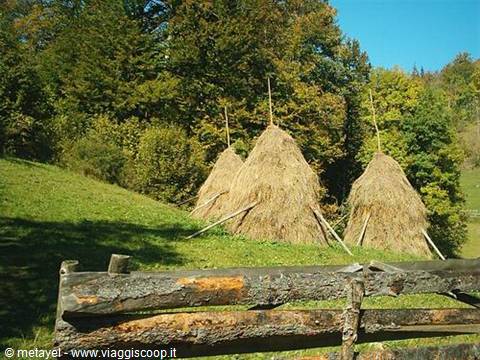 Haystacks on wooden poles in a green meadow with rustic fence