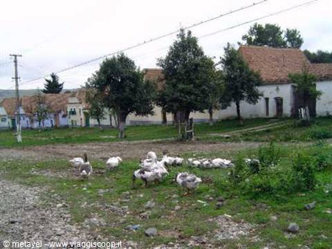 Geese on the dirt village road among white houses and tiled roofs