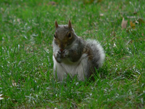Squirrel 