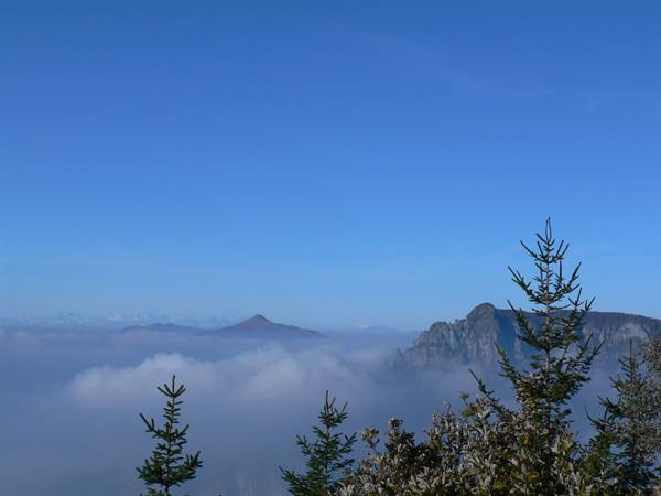 Rocky peaks above the fog, young firs in foreground, blue sky