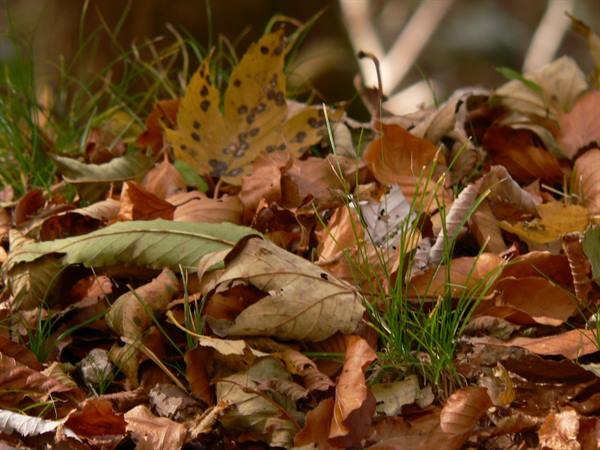 Dry autumn leaves and green grass blades on the ground