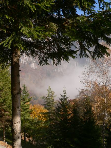 Fir and birch trees in autumn surrounded by low mist in the mountains