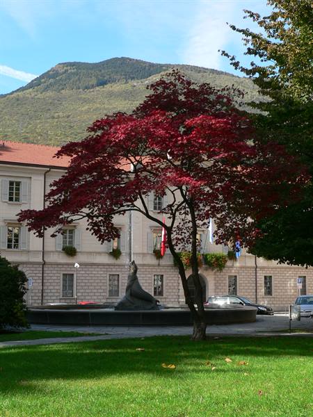 Red tree in front of a white building and fountain, green mountain behind