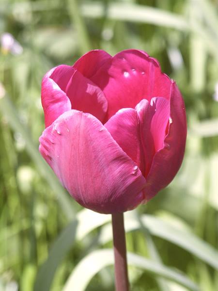 Mainau
