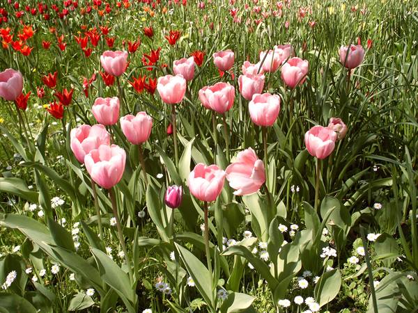 Mainau