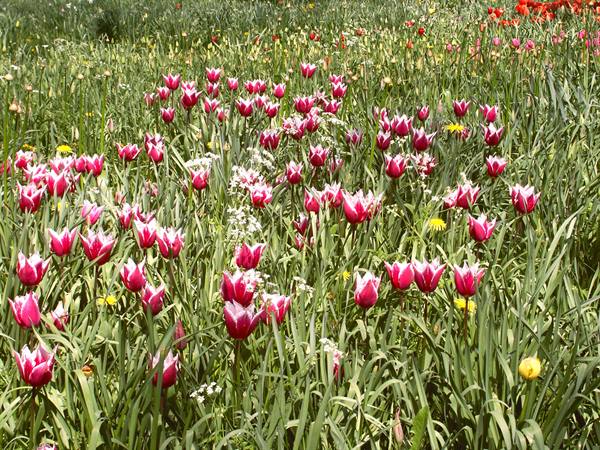 Mainau