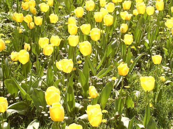 Mainau