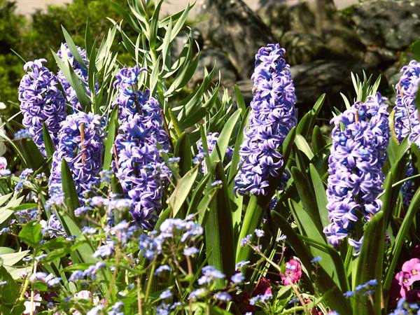 Mainau