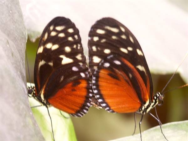 Mainau