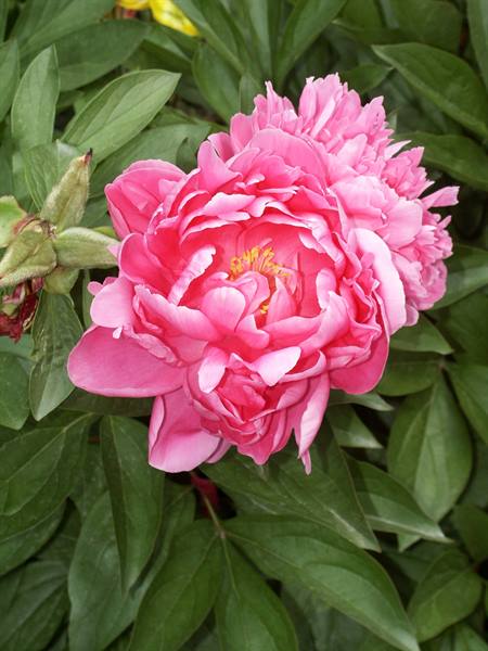 Merano 066 - Gardens of Trauttmansdorff Castle