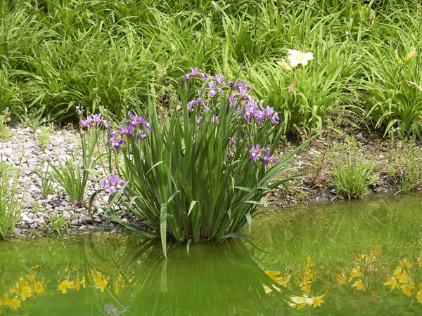 Merano 068 - Gardens of Trauttmansdorff Castle