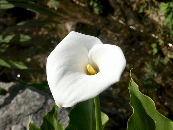 Merano 079 - Gardens of Trauttmansdorff Castle