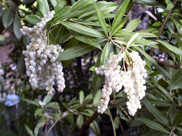 Merano 097 - Gardens of Trauttmansdorff Castle