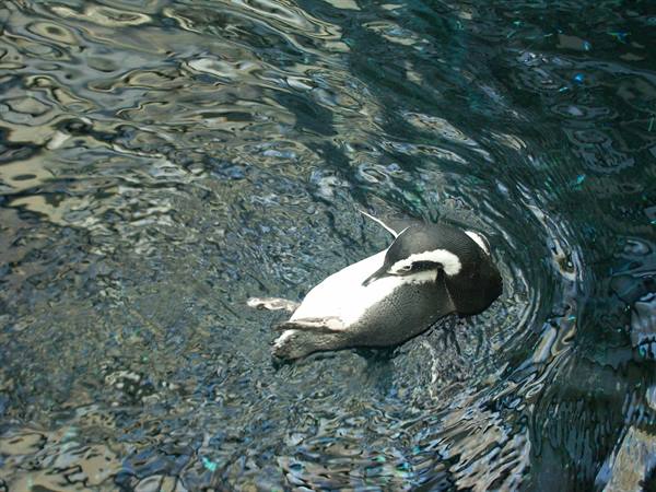 01 Lisbon - 06.21 Parque das Nações - Oceanarium