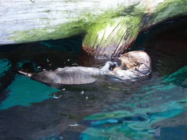 01 Lisbon - 06.22 Parque das Nações - Oceanarium
