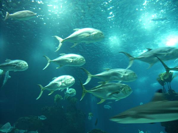 01 Lisbon - 06.29 Parque das Nações - Oceanarium