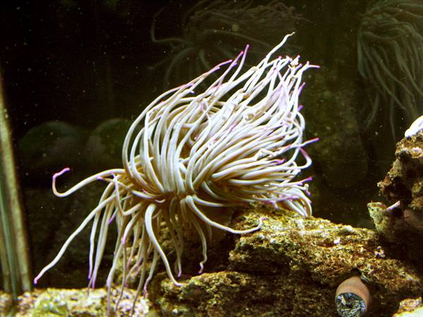 01 Lisbon - 06.31 Parque das Nações - Oceanarium