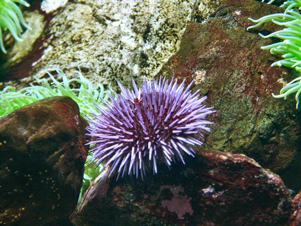 01 Lisbon - 06.40 Parque das Nações - Oceanarium