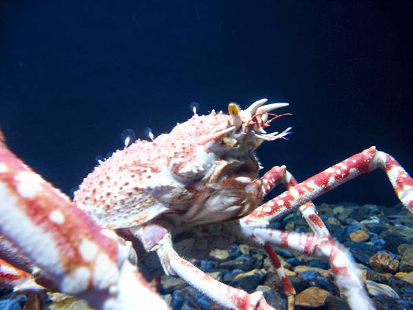 01 Lisbon - 06.43 Parque das Nações - Oceanarium