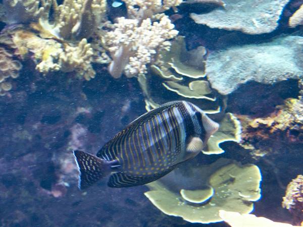 01 Lisbon - 06.44 Parque das Nações - Oceanarium