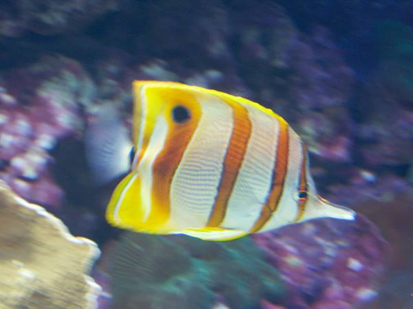 01 Lisbon - 06.46 Parque das Nações - Oceanarium